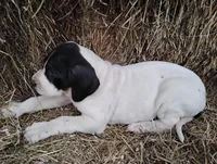 Orchid, a female Great Dane for sale in Bristol, IN – Photo 5 of 6