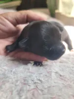 Boy puppy A, a male Chihuahua for sale in Spring Run, PA – 2 of 2