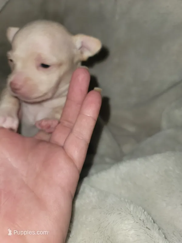 Cream female  – Chihuahua puppy for sale in Spring Run, PA