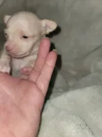 Cream female , a female Chihuahua for sale in Spring Run, PA – 1 of 2