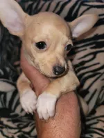 Tan white boy, a male Chihuahua for sale in Spring Run, PA – 1 of 1