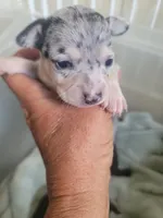 Puppy B, a male Chihuahua for sale in Spring Run, PA – 2 of 4
