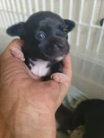 Puppy D, a male Chihuahua for sale in Spring Run, PA – 2 of 2