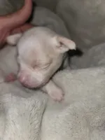 White/cream female , a female Chihuahua for sale in Spring Run, PA – 2 of 2