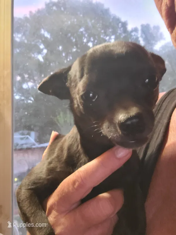Jed – Chihuahua puppy for sale in Spring Run, PA