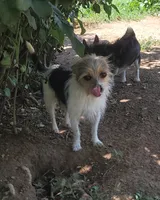 Kenny, a male Chihuahua for sale in Spring Run, PA – 4 of 7