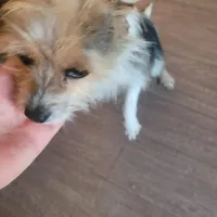 Kenny, a male Chihuahua for sale in Spring Run, PA – Photo 1 of 2