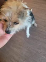 Kenny, a male Chihuahua for sale in Spring Run, PA – Photo 1 of 2