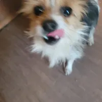 Kenny, a male Chihuahua for sale in Spring Run, PA – Photo 2 of 2