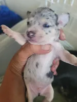 Puppy B, a male Chihuahua for sale in Spring Run, PA – 4 of 4