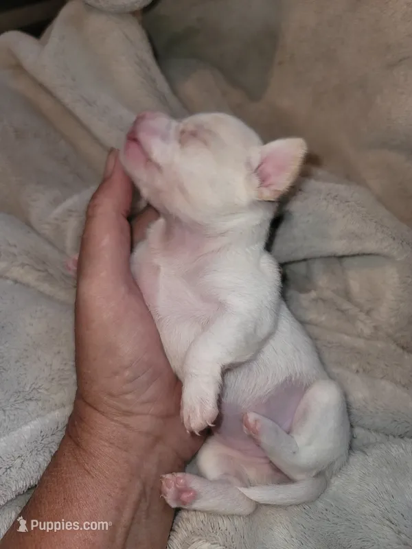 White/cream female  – Chihuahua puppy for sale in Spring Run, PA