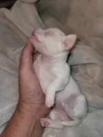 White/cream female , a female Chihuahua for sale in Spring Run, PA – 1 of 2