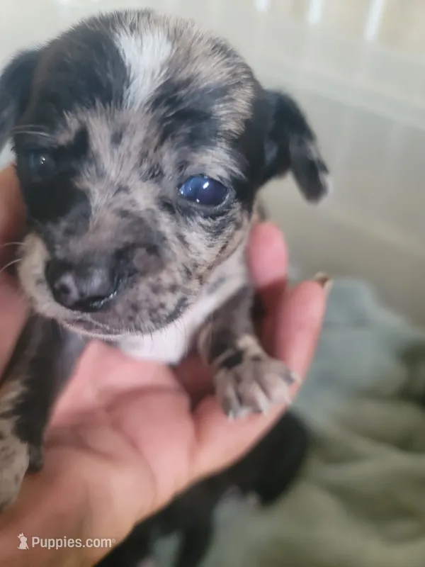 Puppy C – Chihuahua puppy for sale in Spring Run, PA