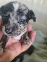 Puppy C, a male Chihuahua for sale in Spring Run, PA – 1 of 3