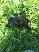 Jed, a male Chihuahua for sale in Spring Run, PA – 2 of 2