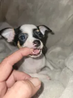 Girl puppy, a female Chihuahua for sale in Spring Run, PA – 3 of 4