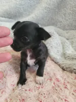 Asia, a female Chihuahua for sale in Spring Run, PA – Photo 3 of 5