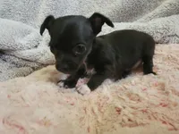 Asia, a female Chihuahua for sale in Spring Run, PA – Photo 1 of 5