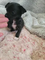 Asia, a female Chihuahua for sale in Spring Run, PA – Photo 4 of 5