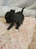 Asia, a female Chihuahua for sale in Spring Run, PA – Photo 2 of 5