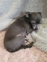 Asia, a female Chihuahua for sale in Spring Run, PA – Photo 5 of 5