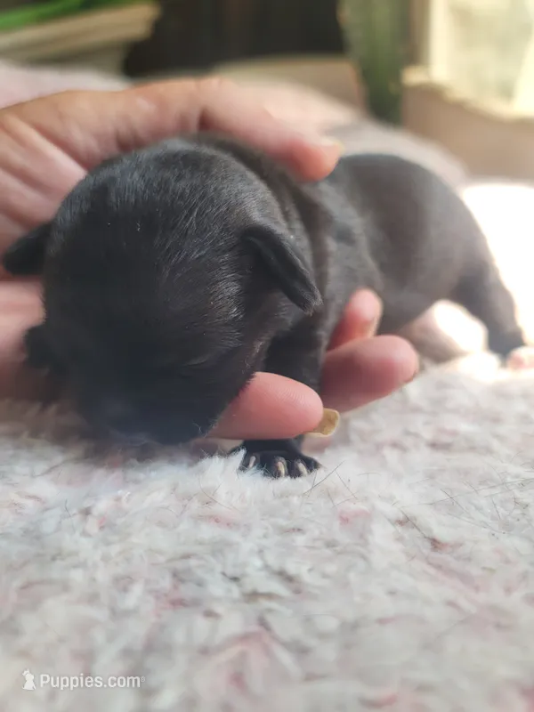 Boy puppy A – Chihuahua puppy for sale in Spring Run, PA