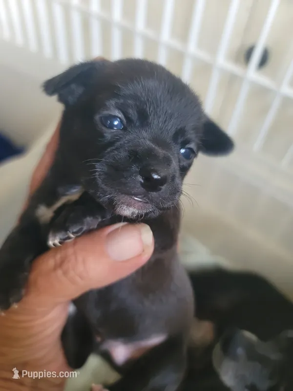 Boy puppy A – Chihuahua puppy for sale in Spring Run, PA