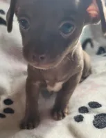 Esmea, a female Chihuahua for sale in Spring Run, PA – Photo 3 of 5