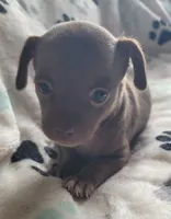 Esmea, a female Chihuahua for sale in Spring Run, PA – Photo 5 of 5