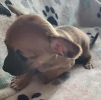 Irvina, a female Chihuahua for sale in Spring Run, PA – Photo 3 of 7