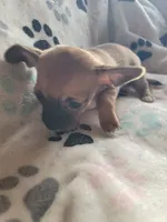 Irvina, a female Chihuahua for sale in Spring Run, PA – Photo 5 of 7