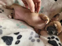 Irvina, a female Chihuahua for sale in Spring Run, PA – Photo 2 of 7