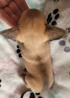 Irvina, a female Chihuahua for sale in Spring Run, PA – Photo 6 of 7