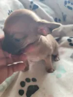 Irvina, a female Chihuahua for sale in Spring Run, PA – Photo 7 of 7