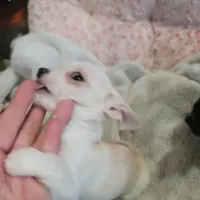 Simon, a male Chihuahua for sale in Spring Run, PA – Photo 8 of 10