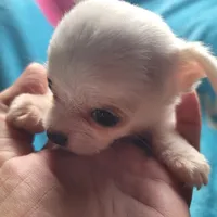 Simon, a male Chihuahua for sale in Spring Run, PA – Photo 6 of 10