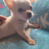 Simon, a male Chihuahua for sale in Spring Run, PA – Photo 4 of 10