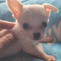 Simon, a male Chihuahua for sale in Spring Run, PA – Photo 1 of 10