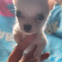 Simon, a male Chihuahua for sale in Spring Run, PA – Photo 2 of 10