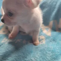 Simon, a male Chihuahua for sale in Spring Run, PA – Photo 3 of 10