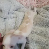 Simon, a male Chihuahua for sale in Spring Run, PA – Photo 7 of 10