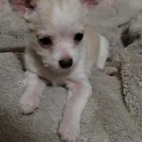 Simon, a male Chihuahua for sale in Spring Run, PA – Photo 10 of 10