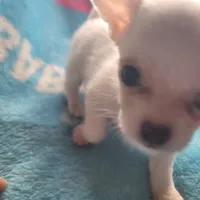 Simon, a male Chihuahua for sale in Spring Run, PA – Photo 5 of 10