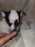 Girl puppy, a female Chihuahua for sale in Spring Run, PA – 1 of 4
