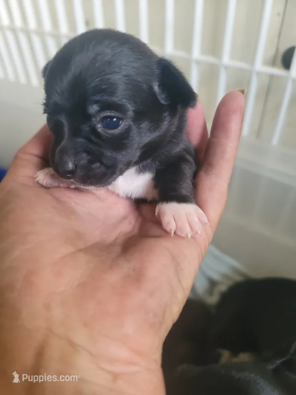 Puppy D – Chihuahua puppy for sale in Spring Run, PA