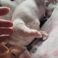 Carlisle, a male Chihuahua for sale in Spring Run, PA – Photo 2 of 7