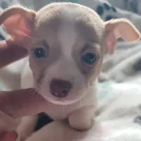 Carlisle, a male Chihuahua for sale in Spring Run, PA – Photo 3 of 7