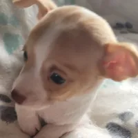 Carlisle, a male Chihuahua for sale in Spring Run, PA – Photo 5 of 7