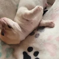 Carlisle, a male Chihuahua for sale in Spring Run, PA – Photo 4 of 7