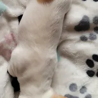 Carlisle, a male Chihuahua for sale in Spring Run, PA – Photo 7 of 7